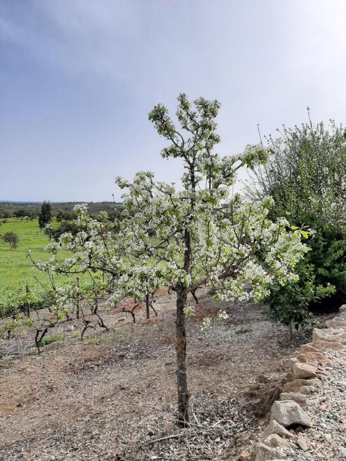 Monte Da Casa Branca By Hi Alentejo Villa Sao Bartolomeu da Serra Exterior photo